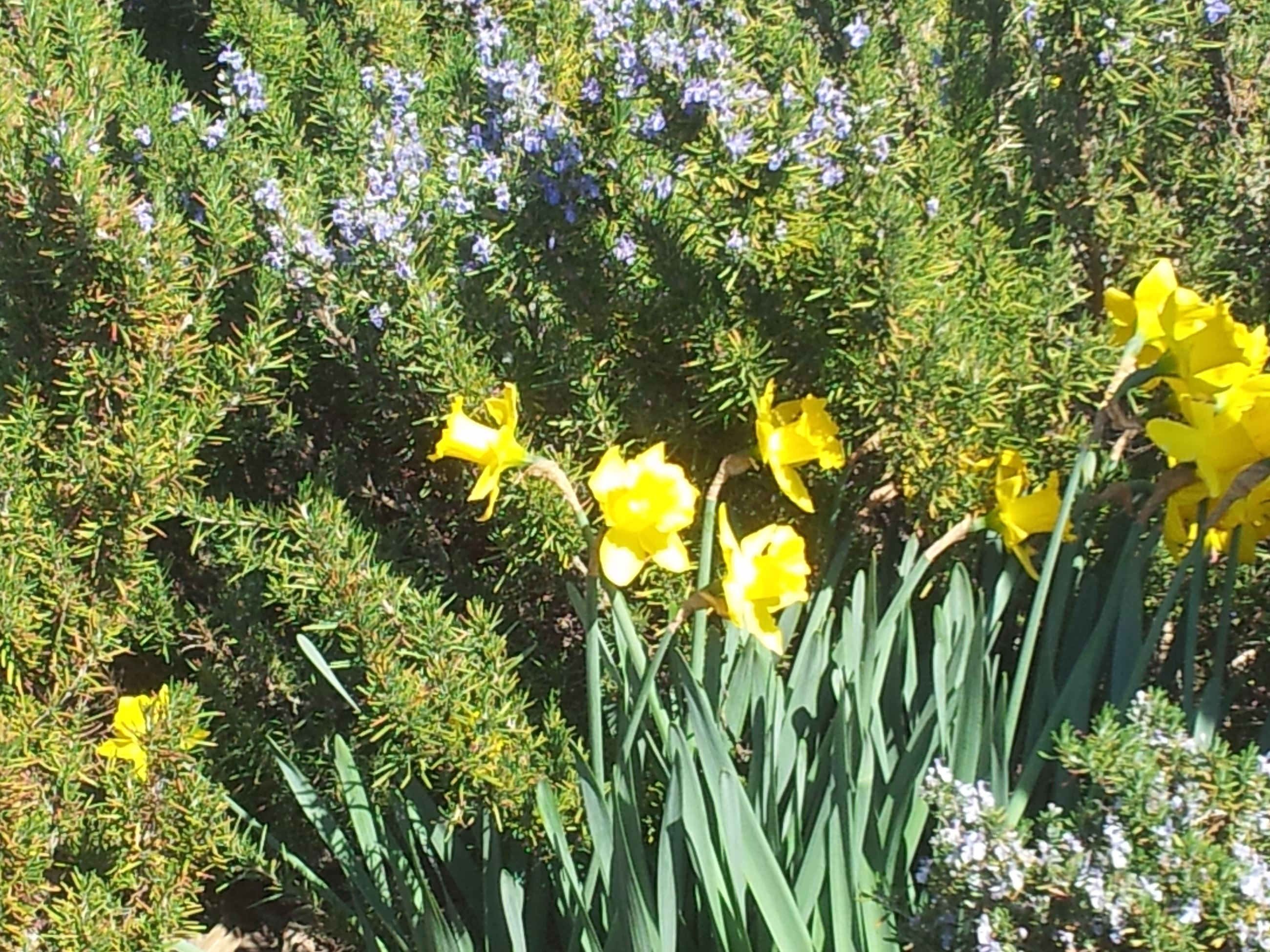 Daffodils